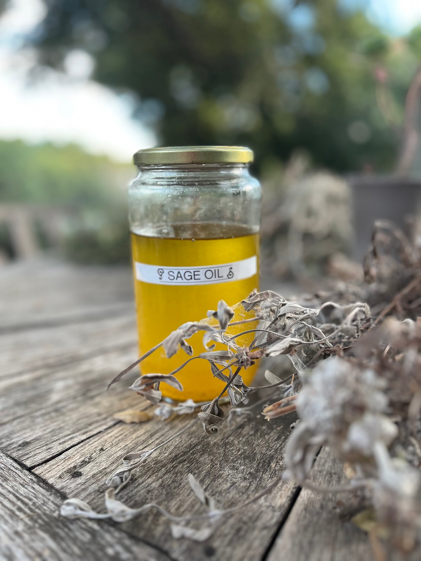 healing salve (wildcrafted sage oil)