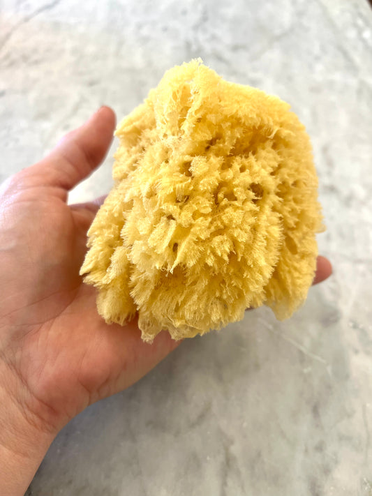 Dead Sea Sponge (unbleached)